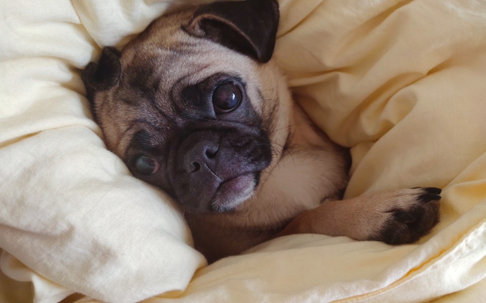 巴哥犬打呼噜啦!