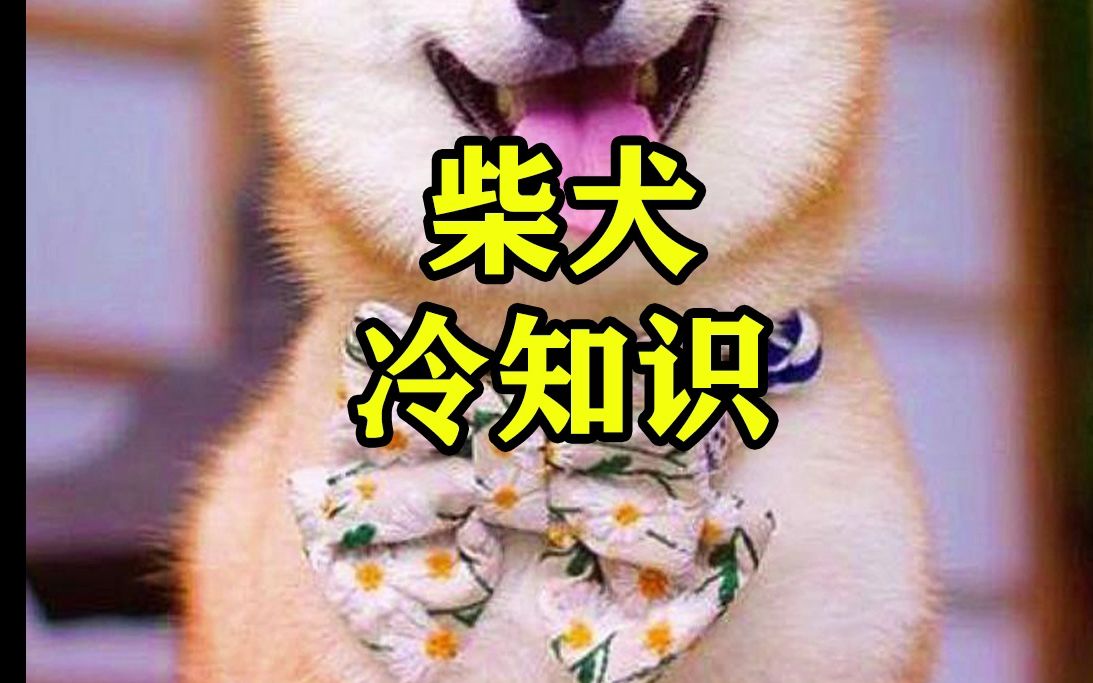 柴犬冷知识哔哩哔哩bilibili