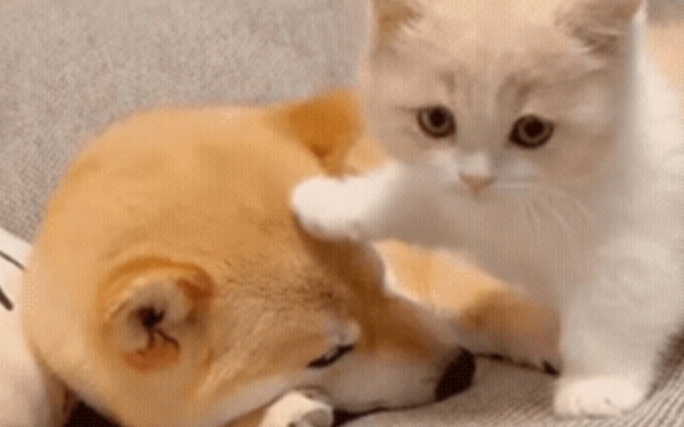 【萌宠】猫猫表情包GIF合集哔哩哔哩bilibili