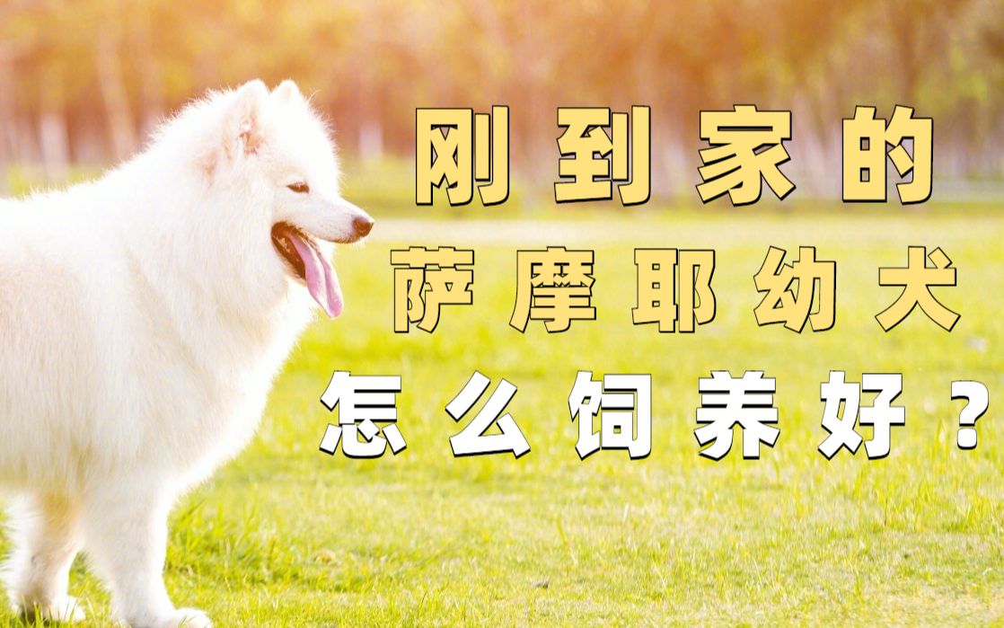 刚到家的萨摩耶幼犬怎么饲养好?吃什么狗粮营养?哔哩哔哩bilibili