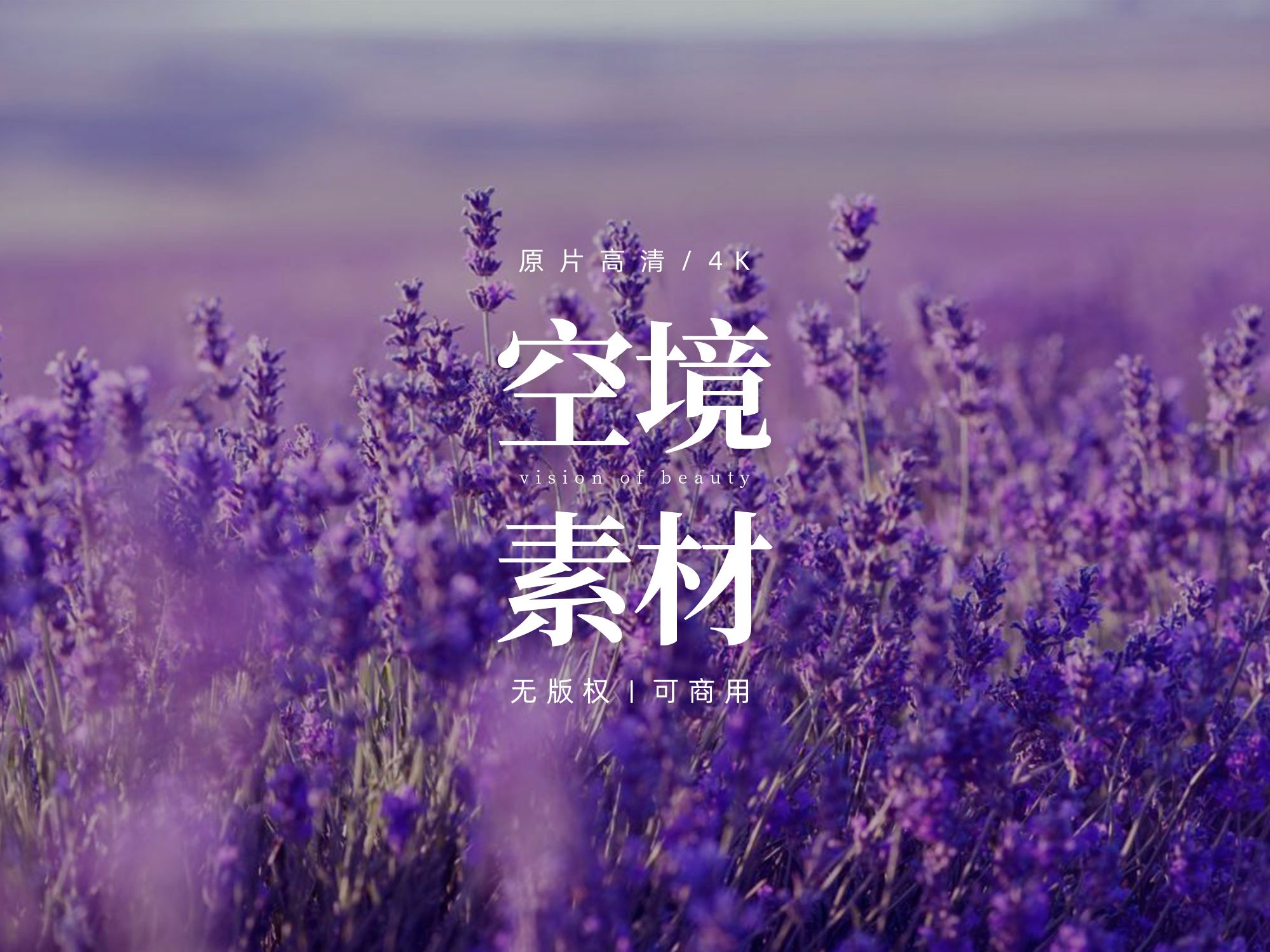 【免版权空镜】夏日薰衣草花朵自然风景哔哩哔哩bilibili