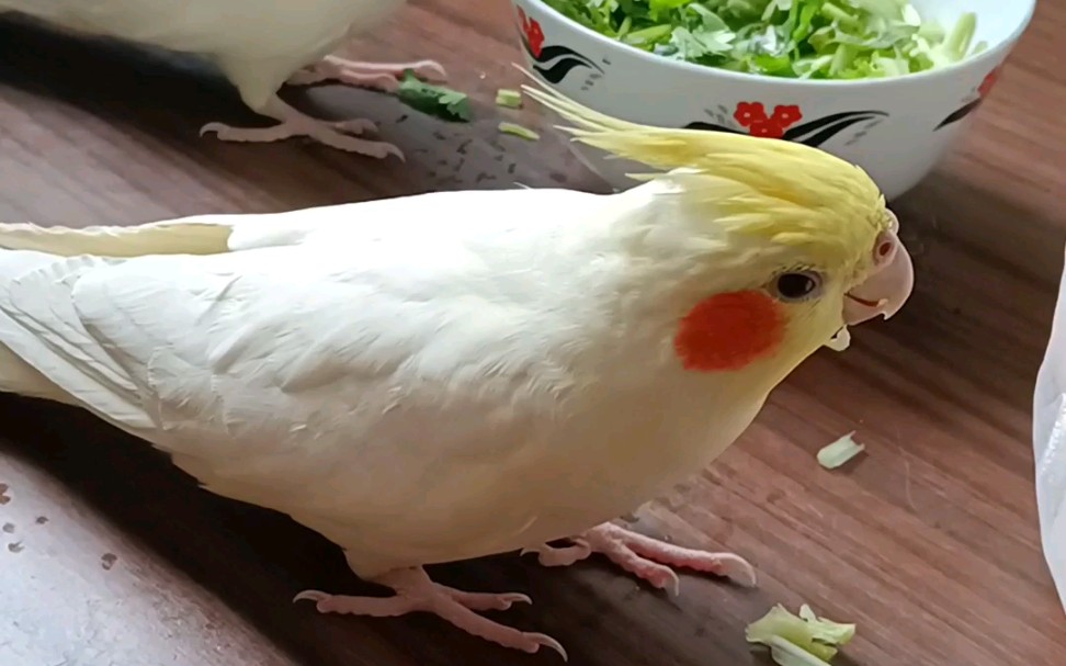 【玄凤】走地鸡的捣乱日常