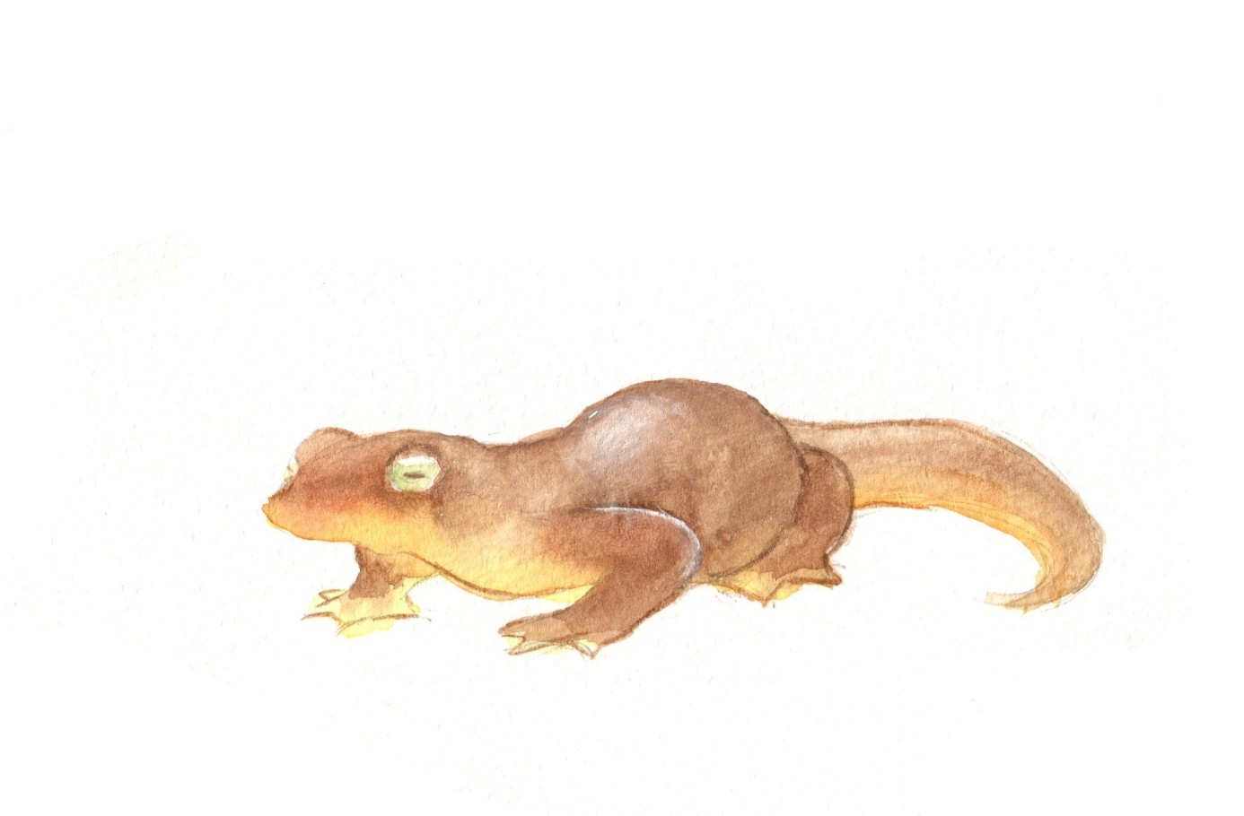 【动物】想起千与千寻中的烤蝾螈,蝾螈好圆润