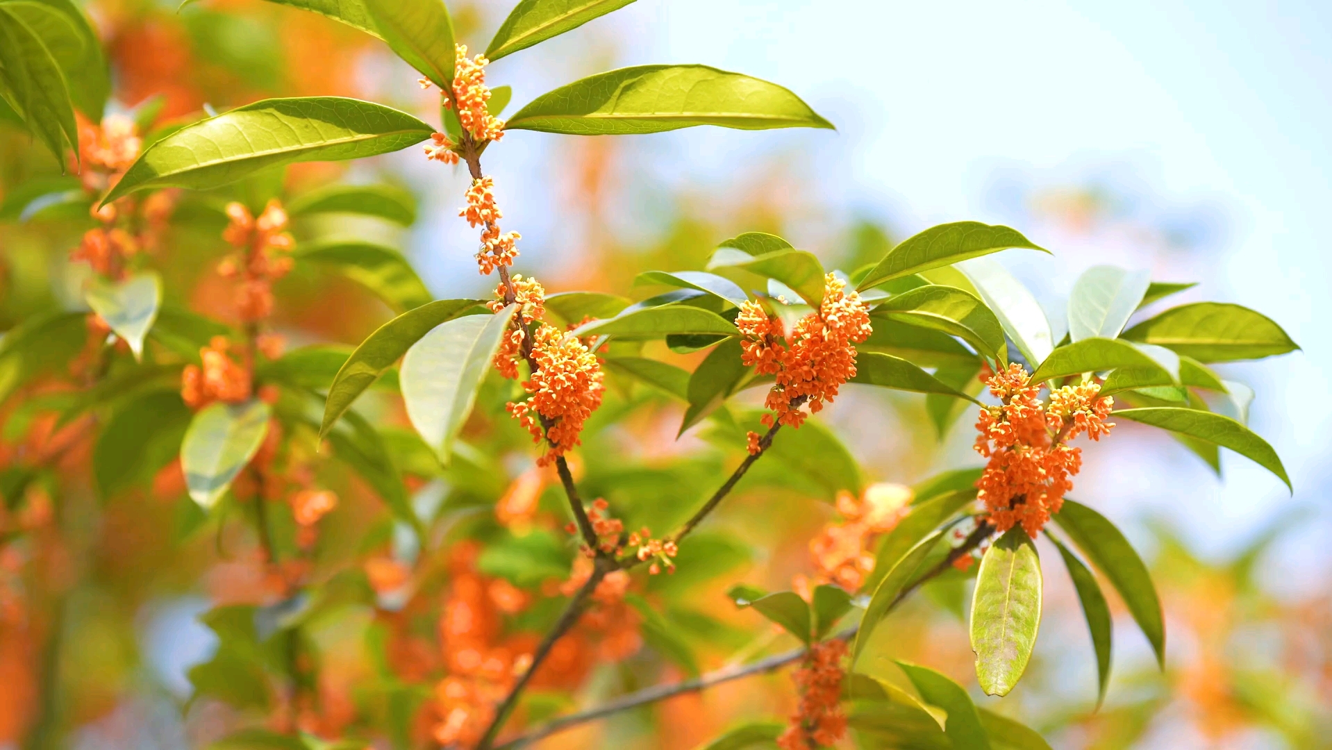 桂花近距离特写镜头