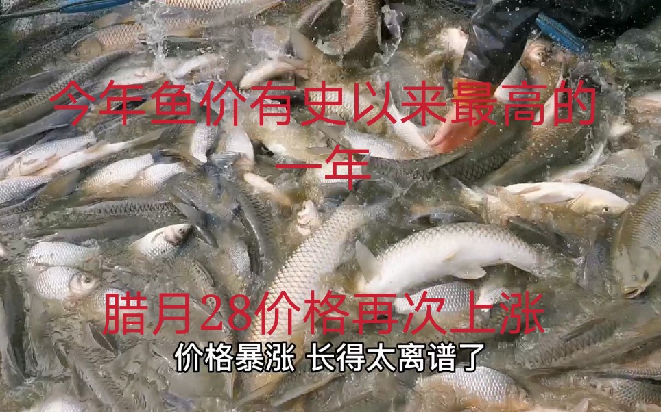 草鱼价暴涨到历史最高值，林中家7天少卖50000元，大家买草鱼吗