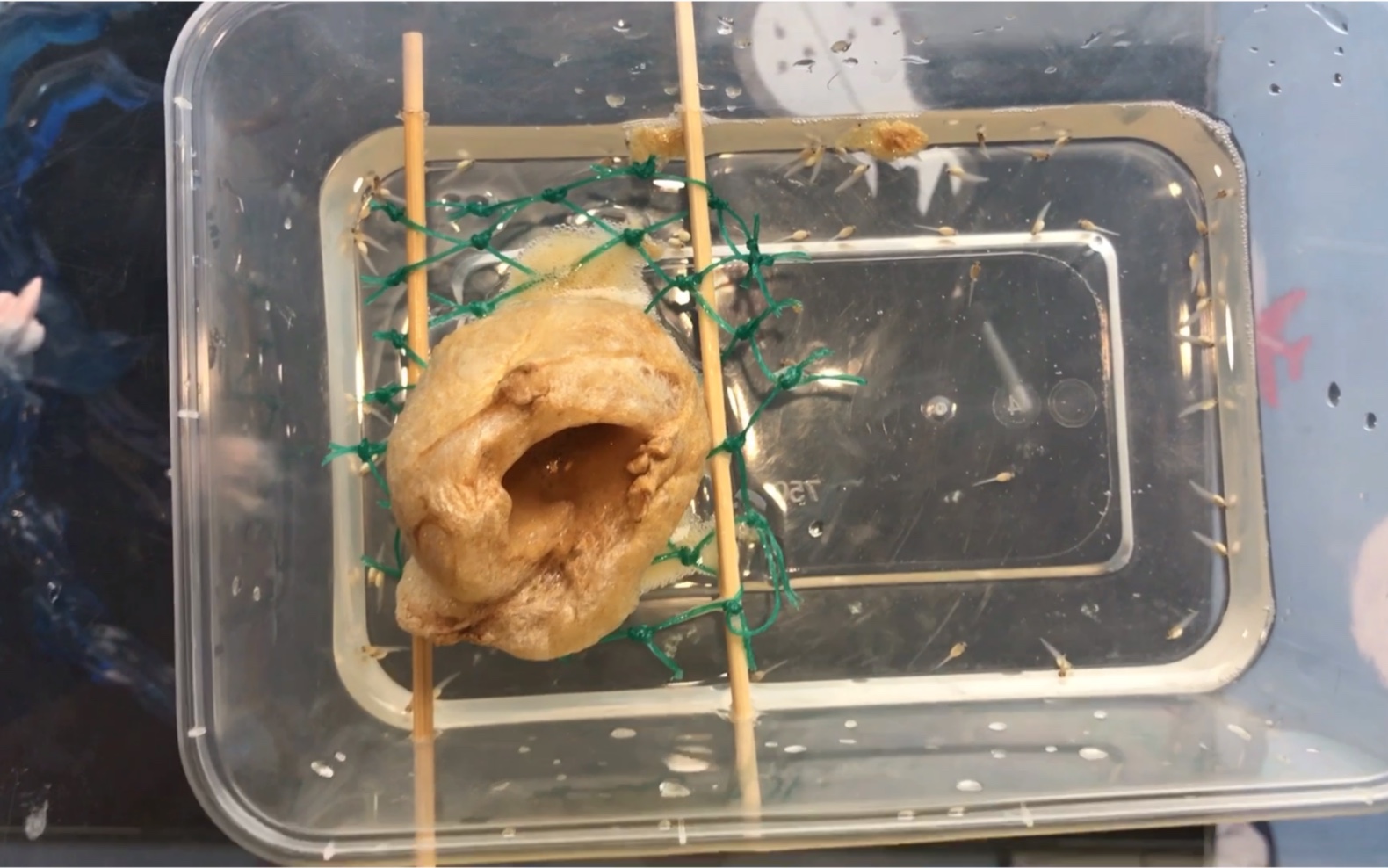 斑腿泛树蛙蝌蚪的出生