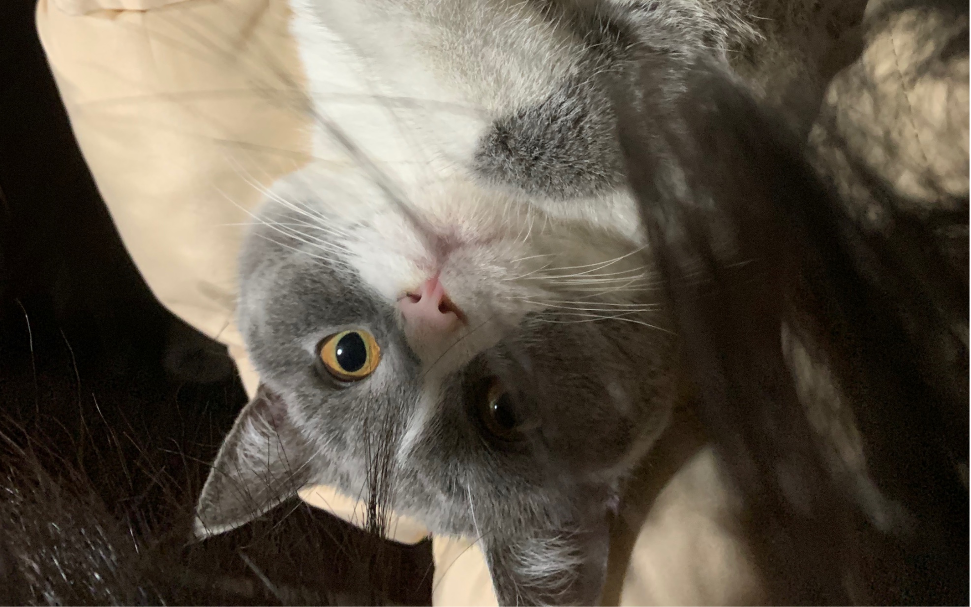 【英国短毛猫】傻猫～_哔哩哔哩_bilibili