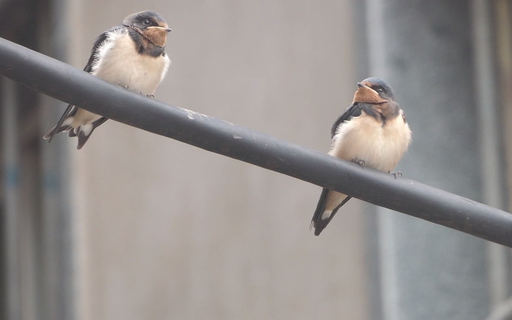 燕子宝宝:啊啊啊,妈妈,虫虫