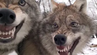 动物 地球上最大的狼 加拿大灰狼 哔哩哔哩 Bilibili