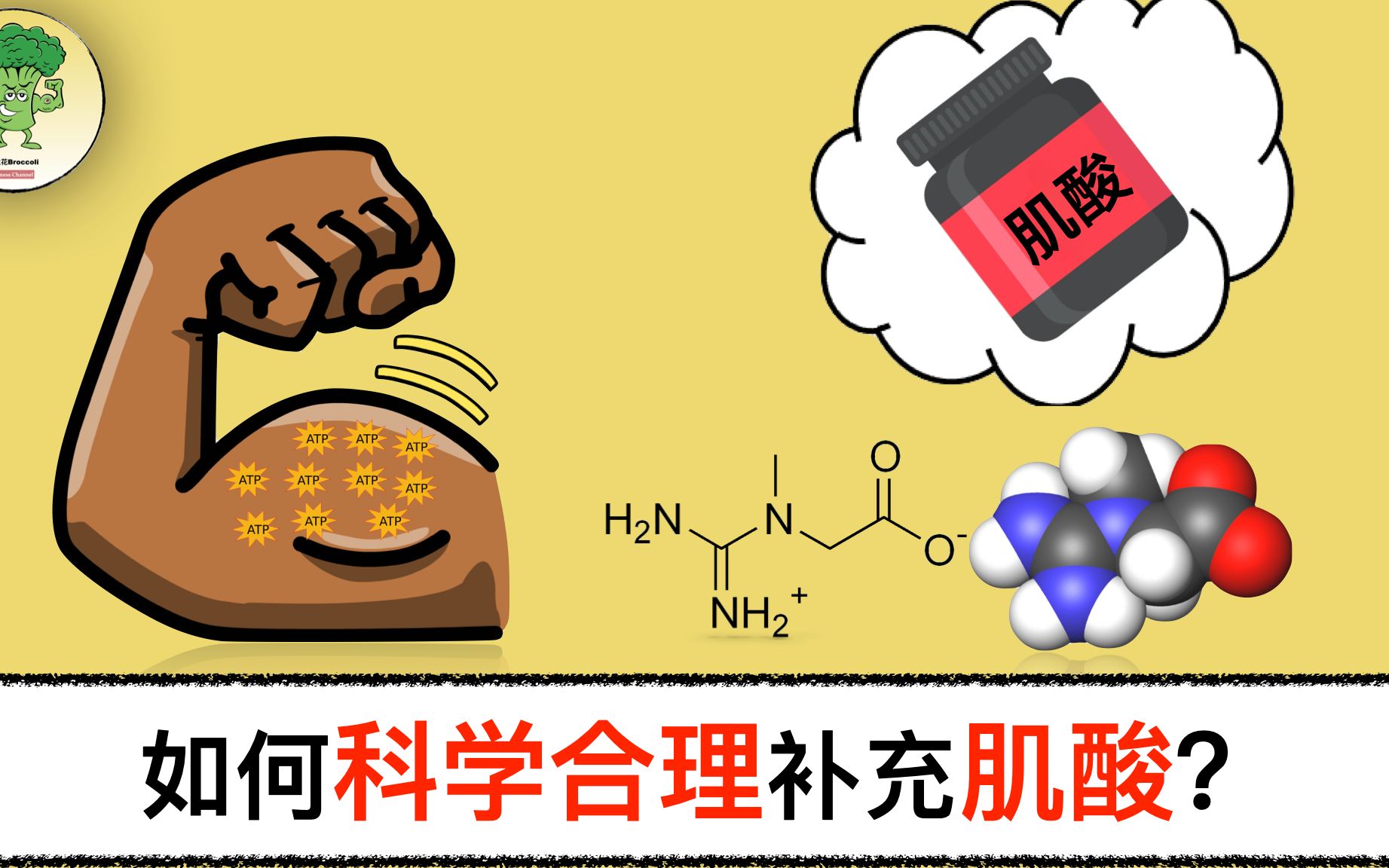 肌酸:什么是肌酸?如何科学合理地补充肌酸?(基于国际运动营养学会立场声明)哔哩哔哩bilibili