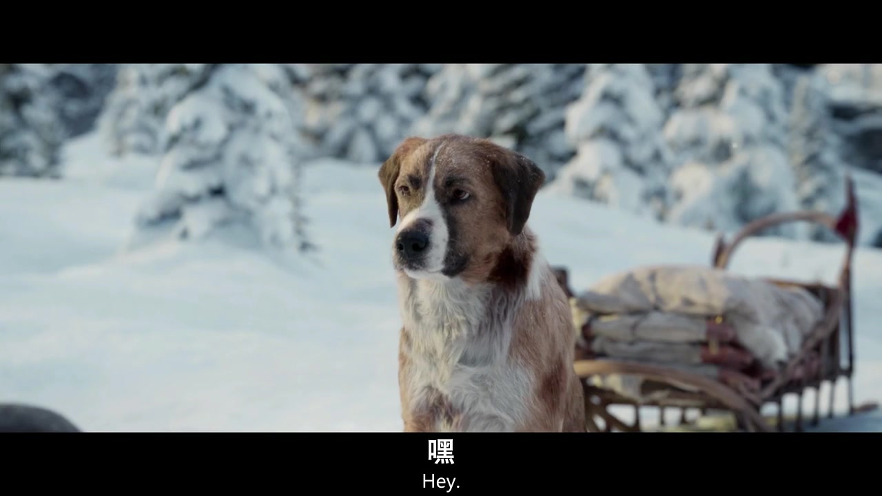 巴克雪橇犬图片