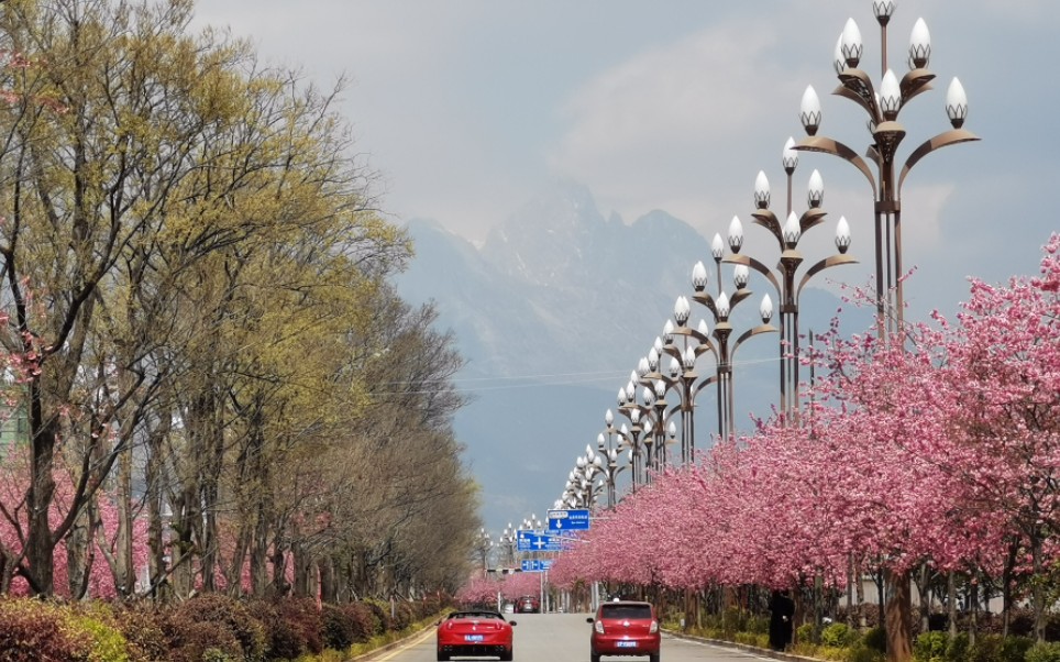 丽江樱花大道