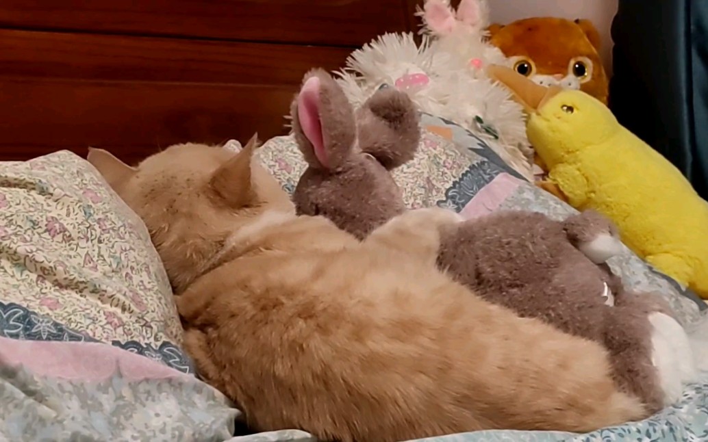 活动  它真的好可爱!抱着兔子娃娃睡着了!