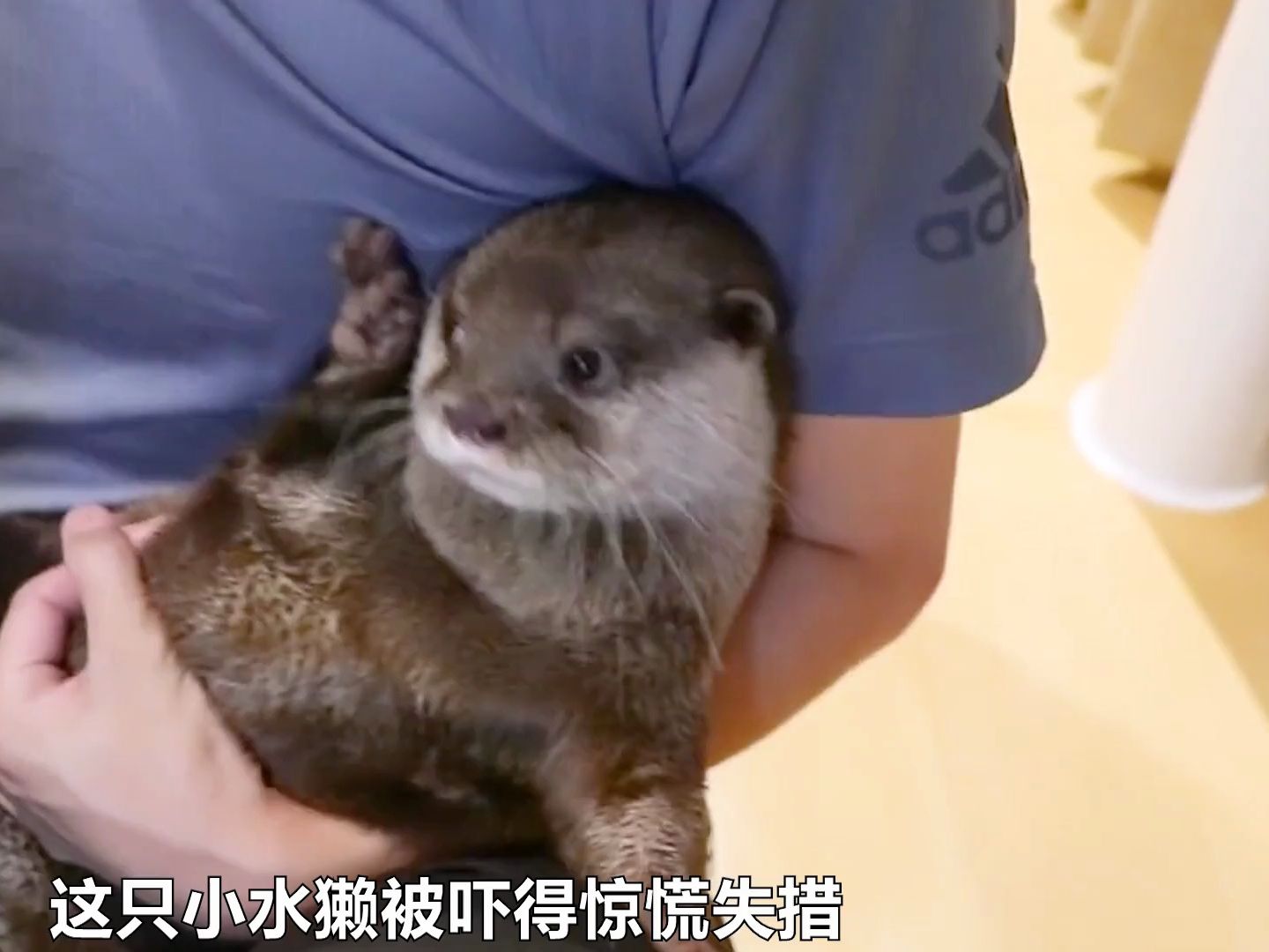 养只水獭当宠物,可爱却胆小,不过很粘人