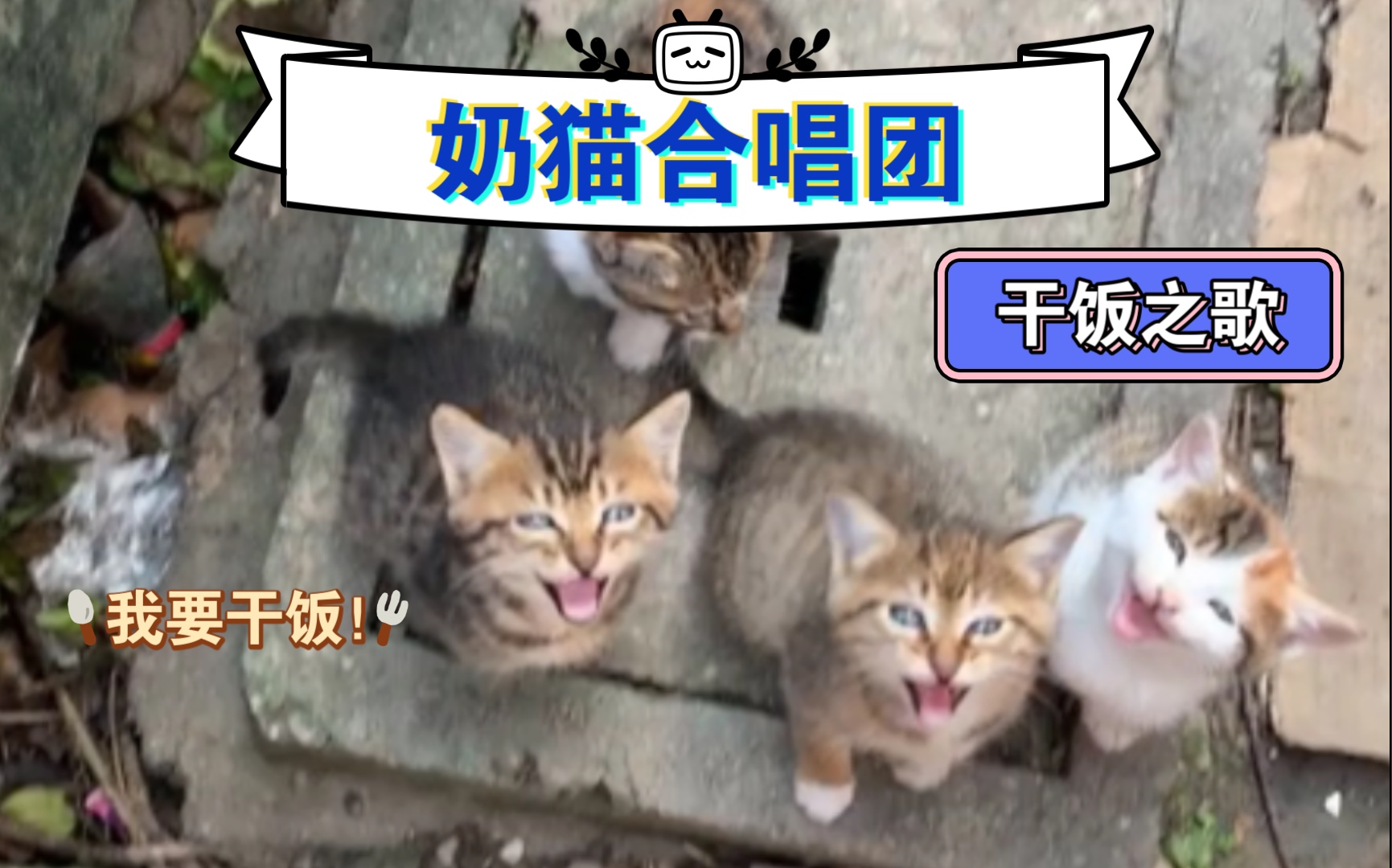 [图]小奶猫合唱团——干饭之歌！（超萌！）