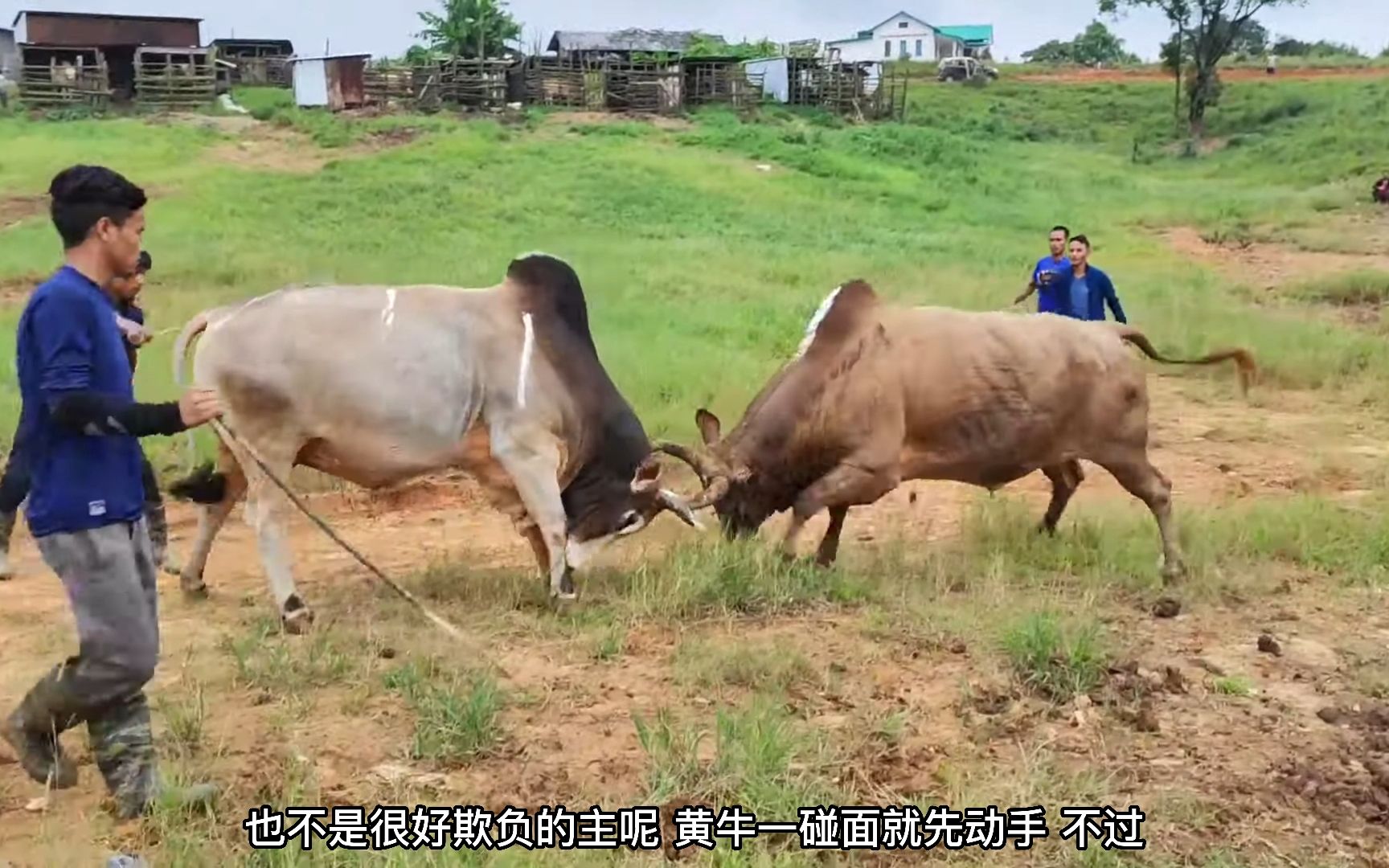 大黄牛还没有打就开始做热身运动,这头牛还真喜欢斗