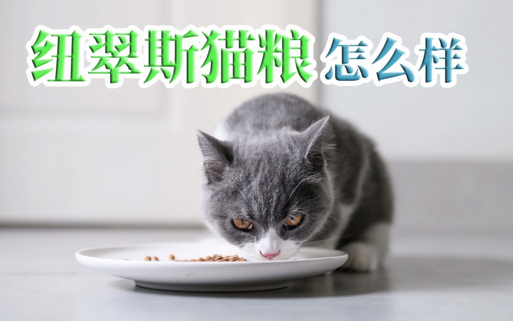 纽翠斯猫粮怎么样哔哩哔哩bilibili