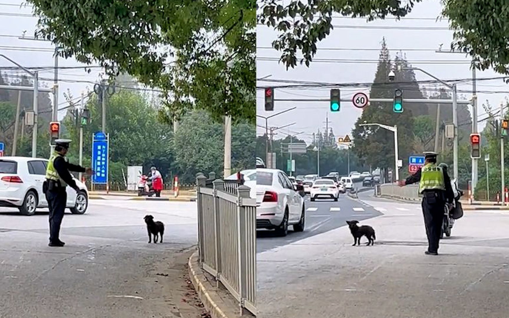 [图]狗子过马路遇交警叔叔！各种指挥狗子却似懂非懂：得调警犬过来