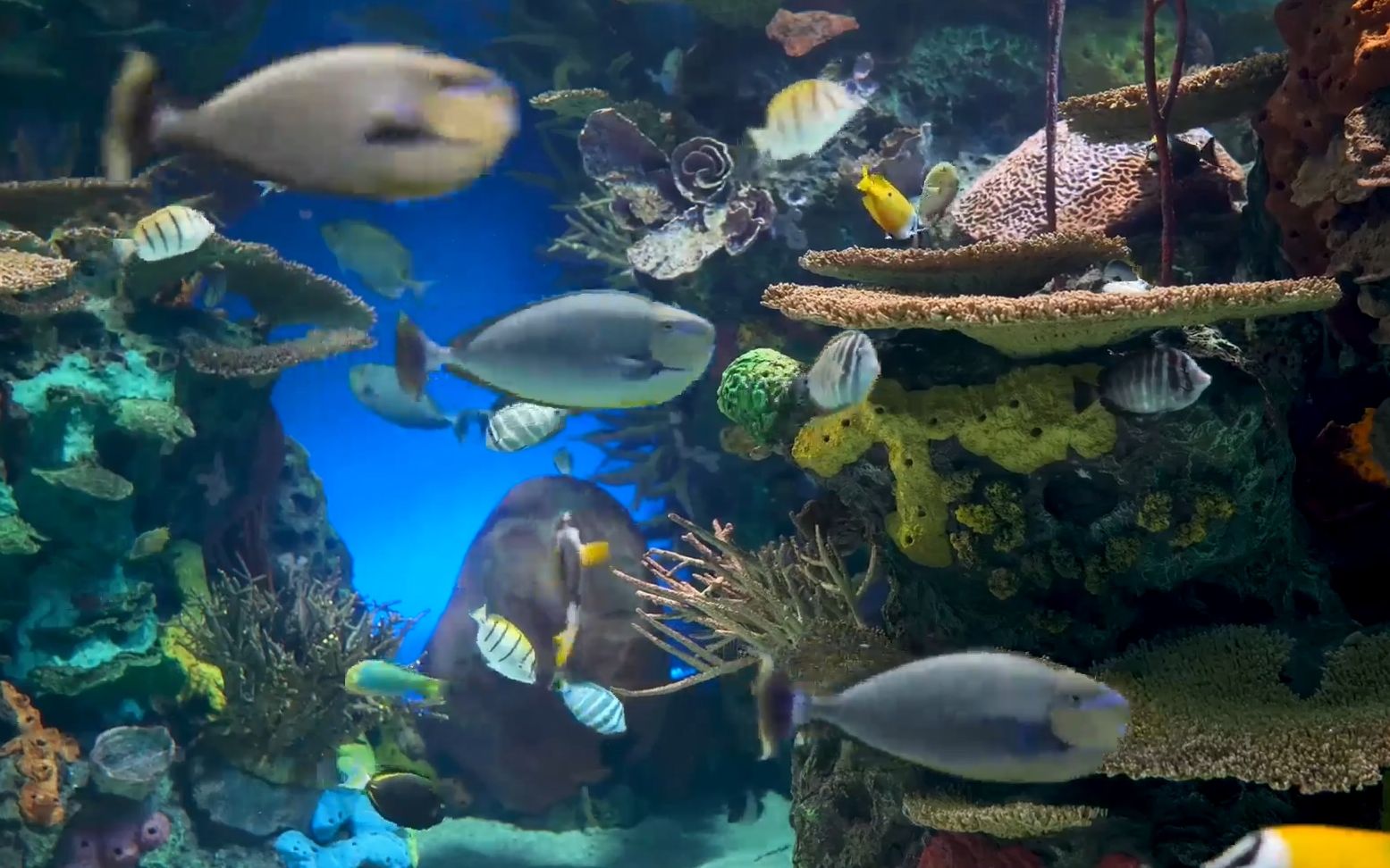 e564 2K3D梦幻科幻科技感海底世界水族馆海洋馆荧光水母海豚鲸鱼鲨鱼海龟乌龟螃蟹龙虾海底鱼群金鱼海鱼游动海藻珊瑚海草水草少儿表演节目大屏幕舞台...