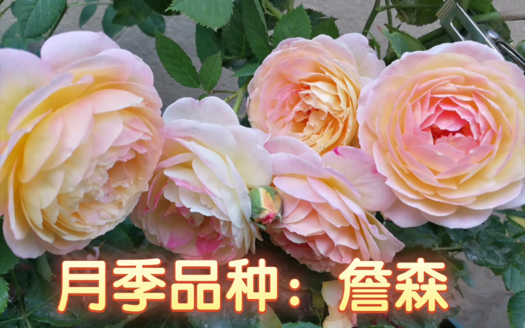 【月季品种:詹森】詹森月季,全称叫罗曼尼.