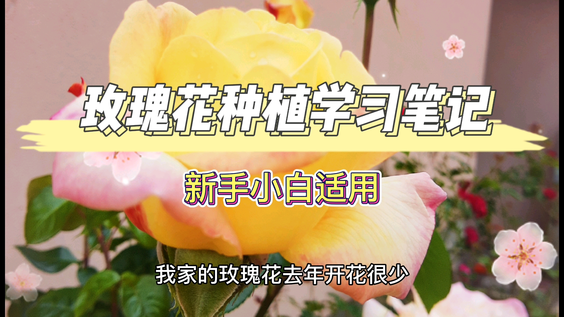 玫瑰花种植学习笔记哔哩哔哩bilibili