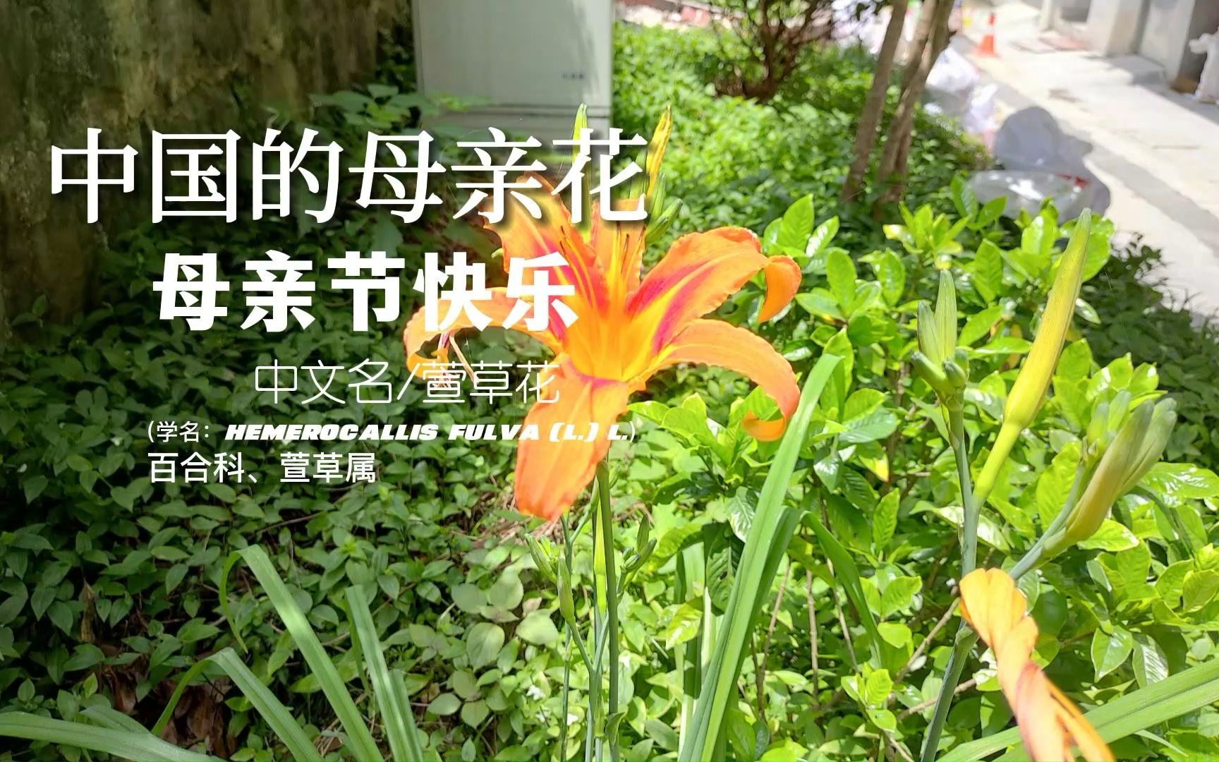 高高的青山上,萱草花开放 中国的母亲花 萱草 母亲节快乐!