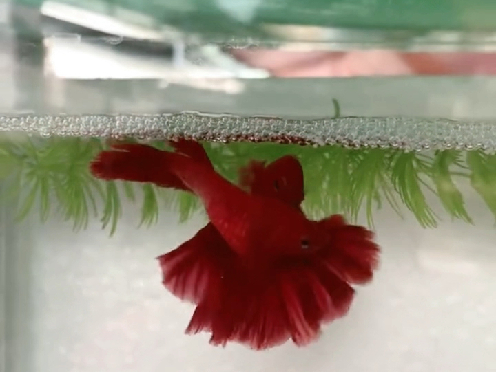 看泰国斗鱼繁殖是什么体验