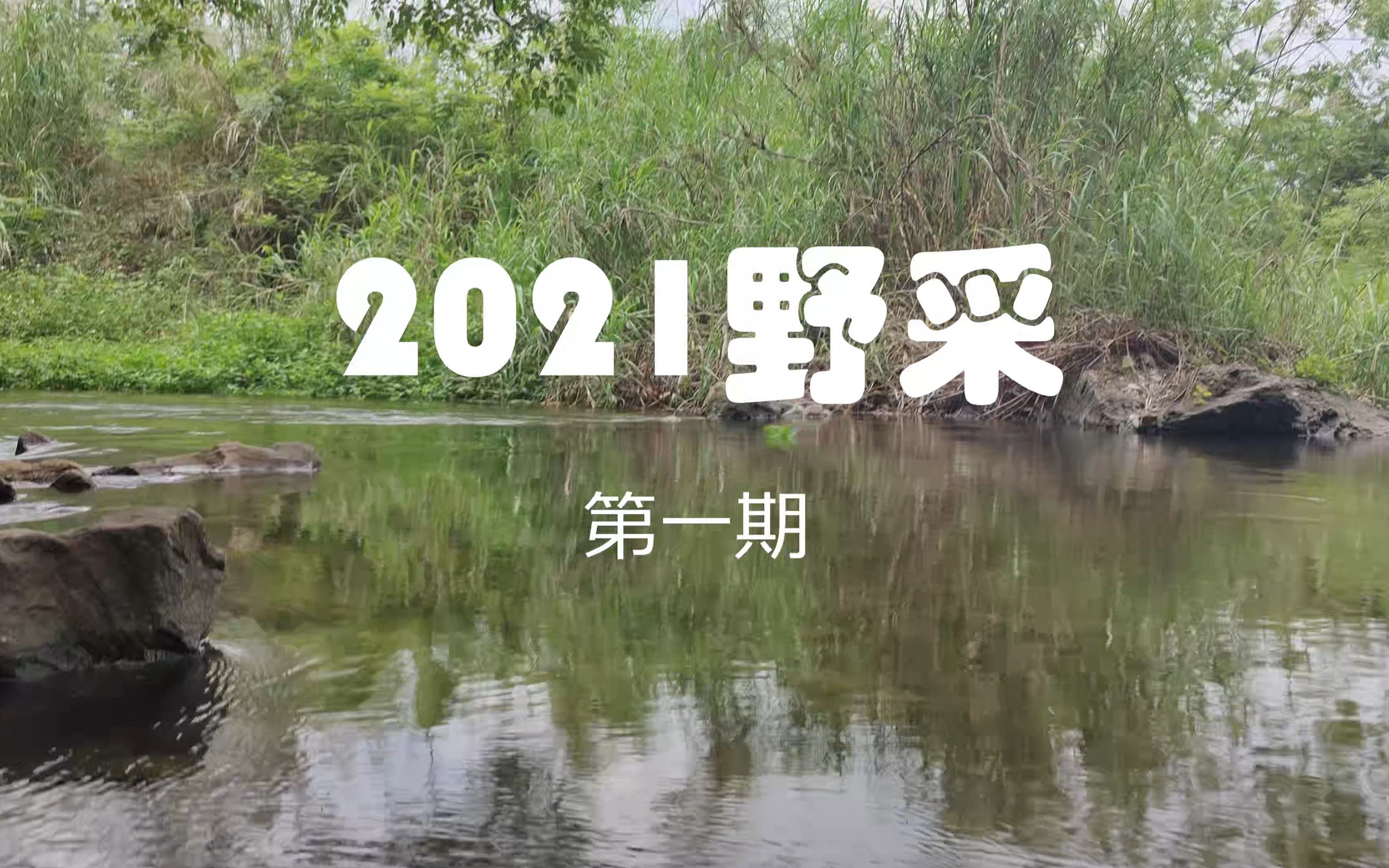 【野采】2021野采 第一期哔哩哔哩bilibili