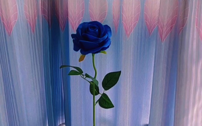 克莱因蓝玫瑰花_哔哩哔哩_bilibili