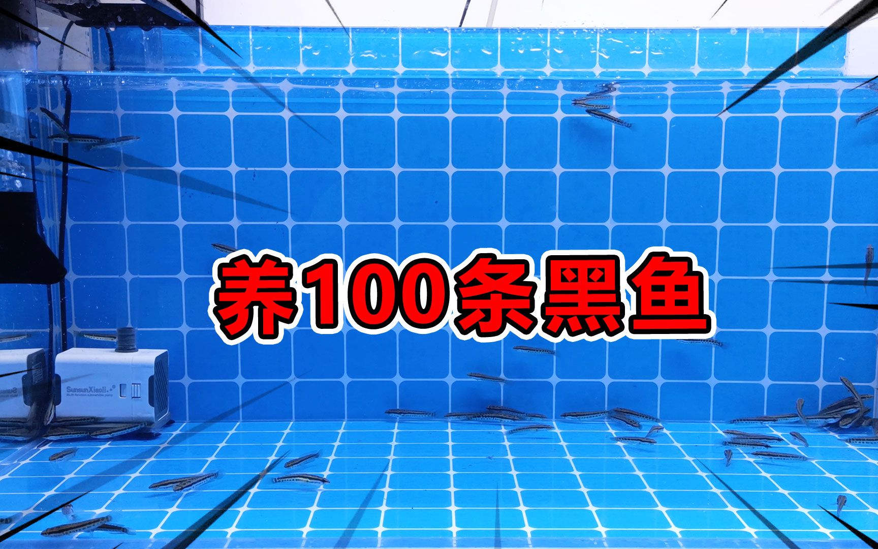 网购买了100条黑鱼苗当宠物养!养大了还能烧成酸菜鱼吃!真是太划算了!哔哩哔哩bilibili