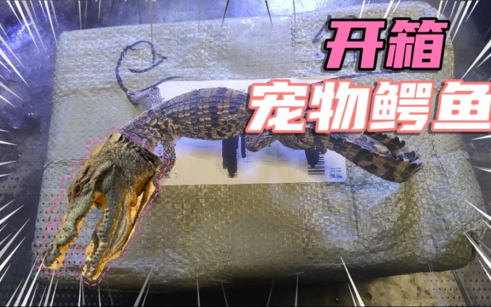 宠物开箱小伙网购2条鳄鱼拆开一看结果给咬了一口太厉害了