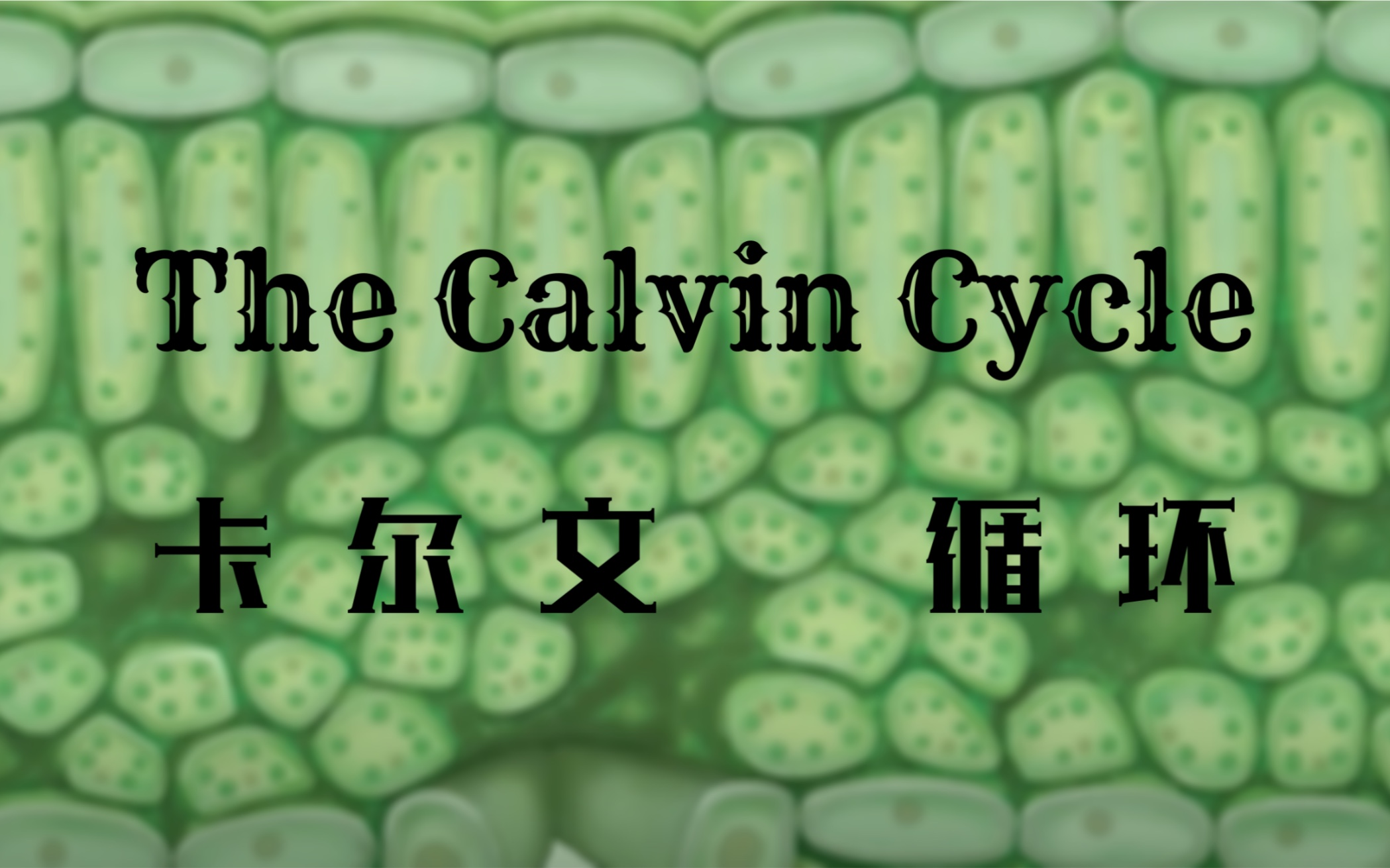 [图]就是这么干的干货：卡尔文循环-1【The Calvin Cycle】【中英双语】【生物化学】