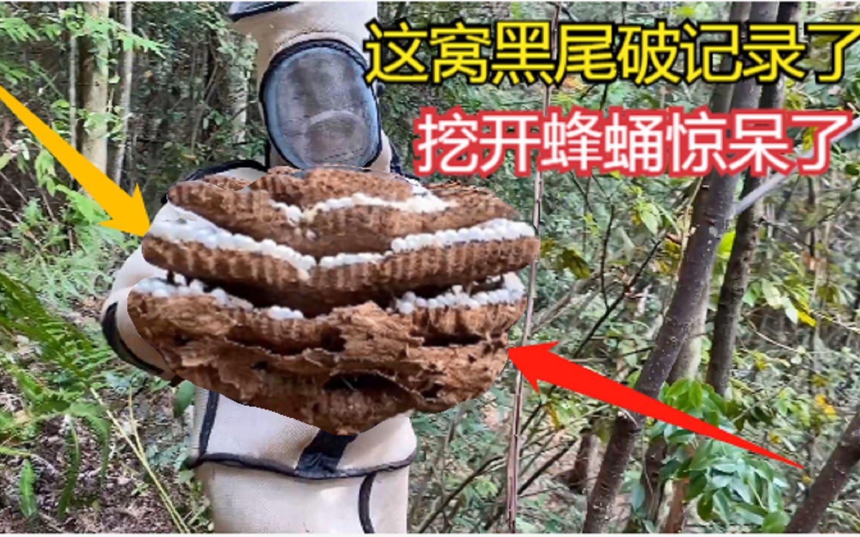 这窝黑尾大胡蜂直接破今年找蜂记录开始以为只2饼挖开吓一跳