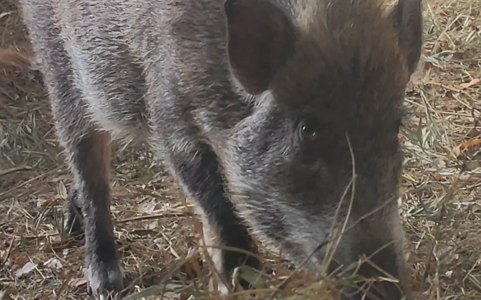 【野猪】注意看它的眼睛,二师兄给了我这样一个眼神