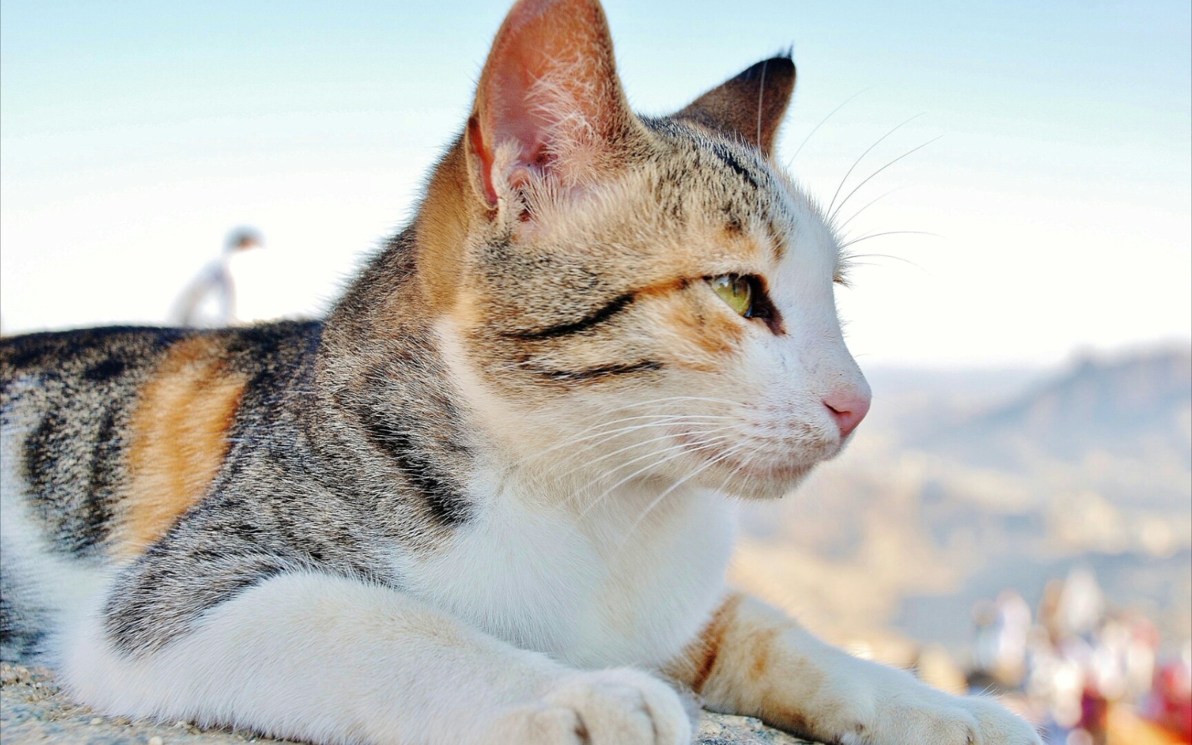 小猫去钓鱼 真难数学题