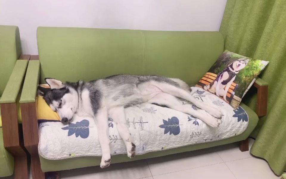 小狗狗也要乖乖睡觉呀 哈士奇 狗狗 萌宠出道计划 睡姿销魂这睡姿