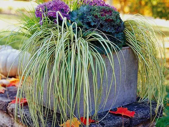 一分钟讲解【金叶苔草】的养护方法