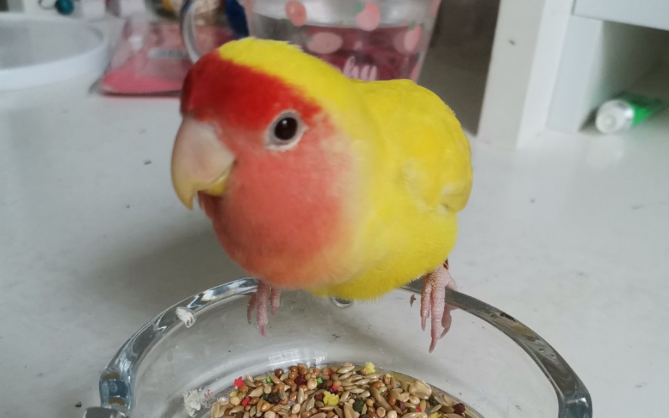 黄桃牡丹鹦鹉 B站