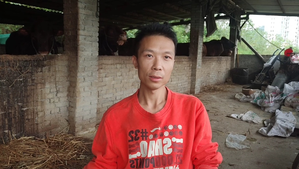 农村杀牛电杀牛的操作方法如何简单安全又好用