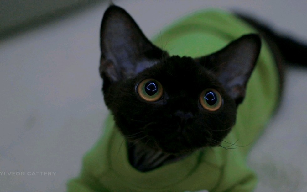 德文卷毛猫 | 黑猫好像天生自带神秘感,优雅且灵动.