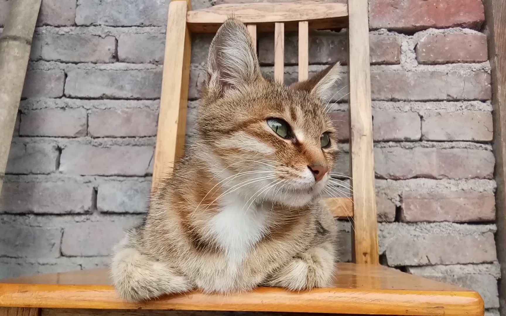 这只农村狸花猫颜值高,乖巧温顺,大家都很喜欢它