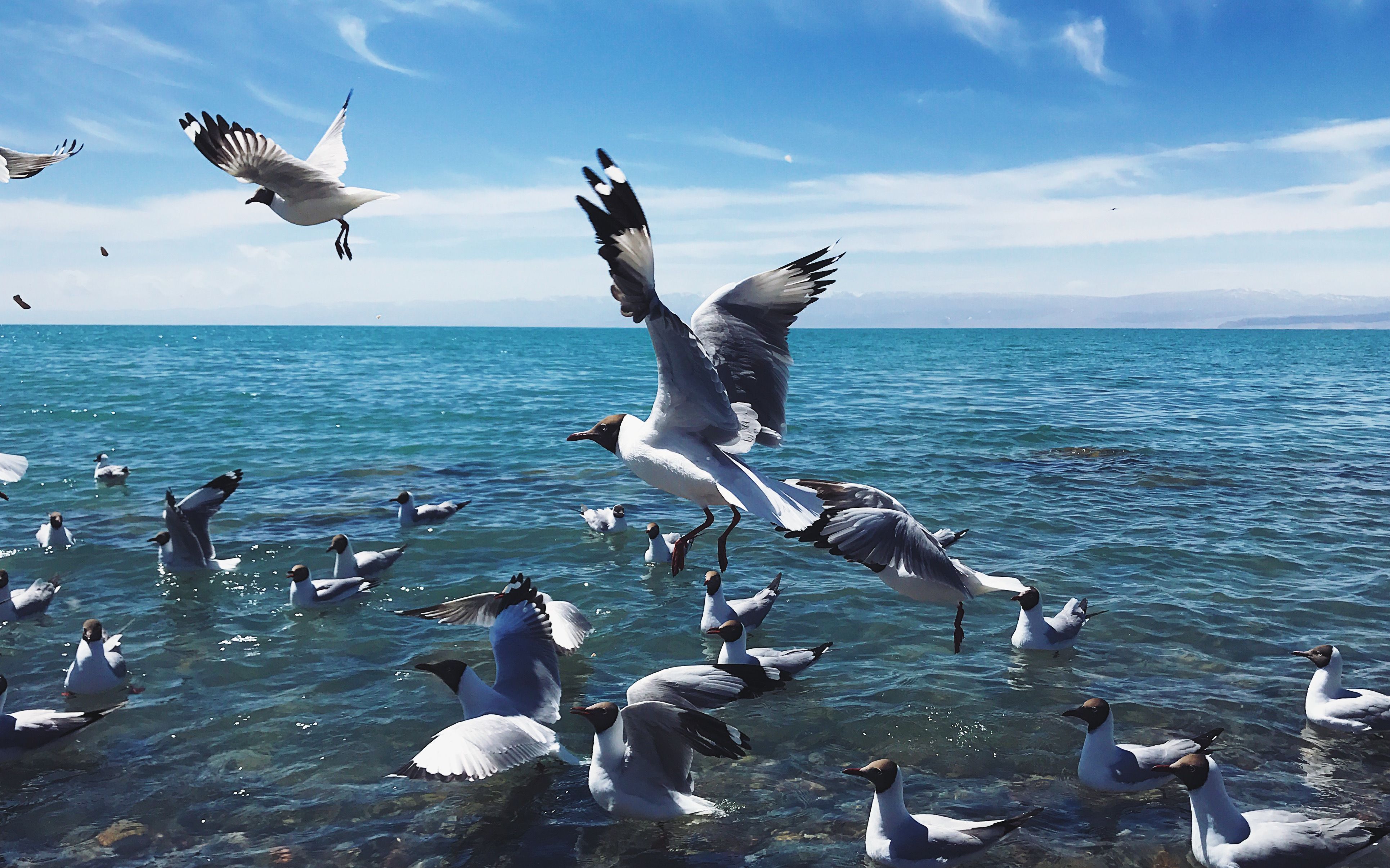 [图]Hanuating QingHai Lake——青海印象