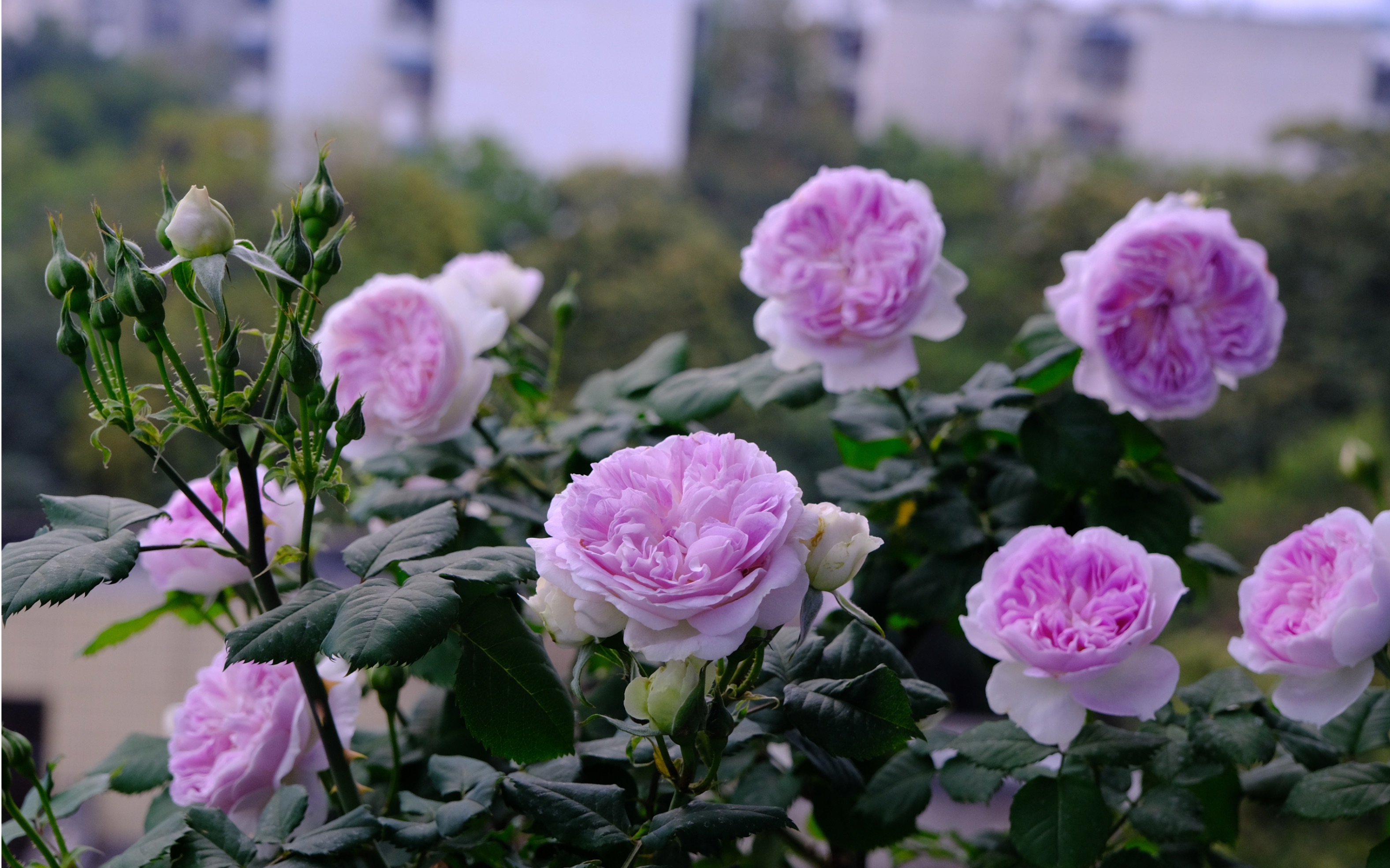 月季淘汰②|蓝月石对不起,我还是决定放弃你了