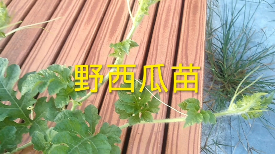 这些野西瓜苗挺茂盛的,会结出西瓜来吗?