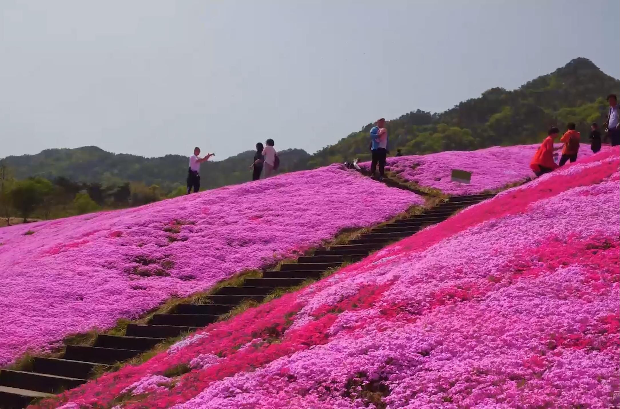 读行侠丨春风十里遇芝樱,烟台这片花海每一帧都是壁纸哔哩哔哩bilibili