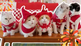 一家人和猫一起吃年夜饭，猫：我想吃铲屎官那一桌！