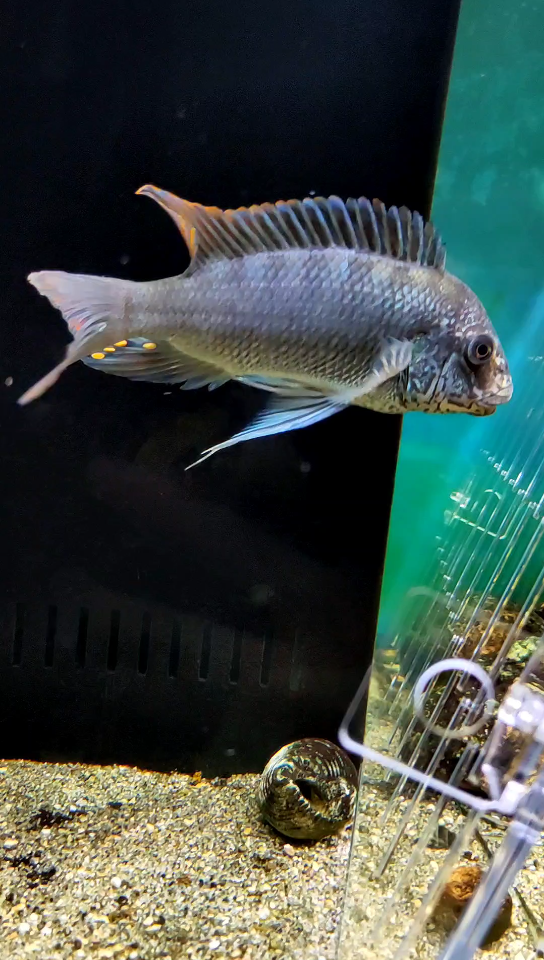 缸里来了一条又凶又萌的龙王鲷