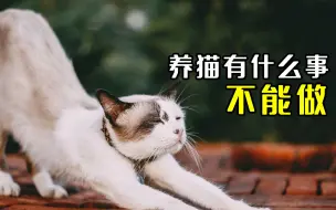 Download Video: 养猫的话 这些事情千万不能做！！