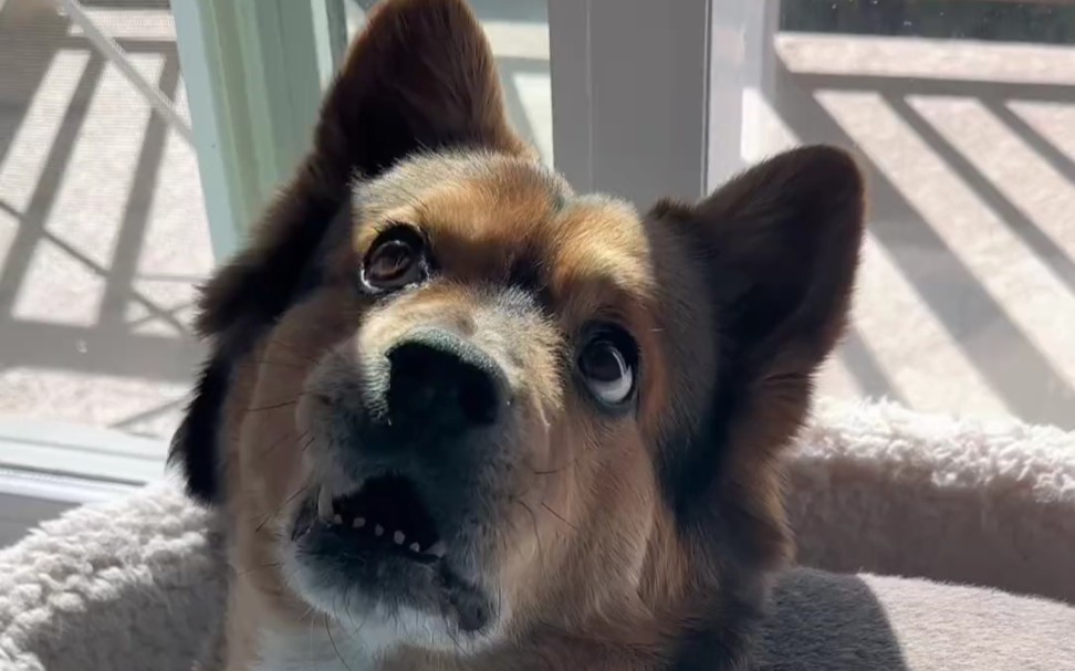 狗:要不你在买两条精神抚慰犬?你一条我一条