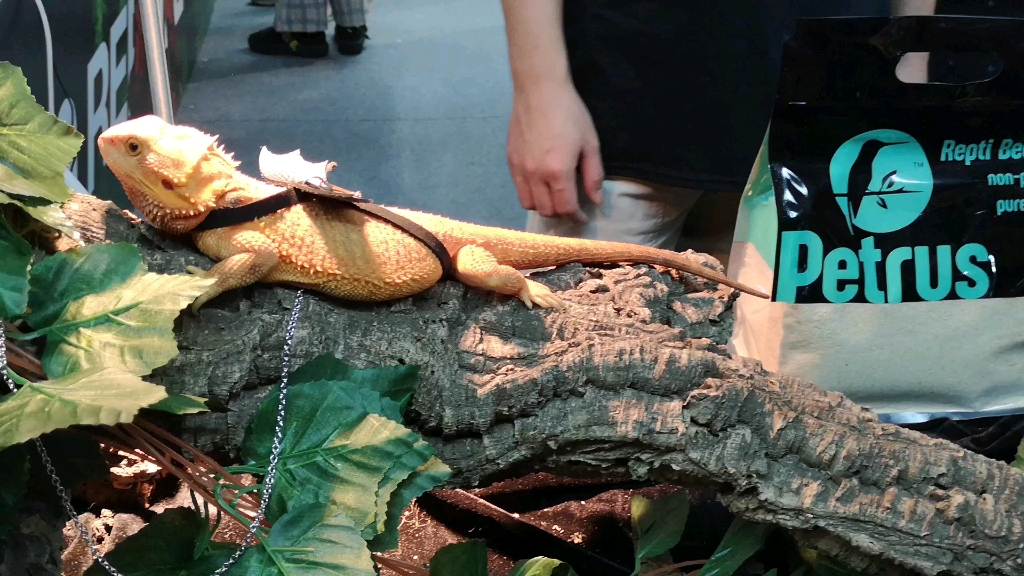 活动作品2020cpf广州宠博会之爬行动物篇